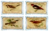 Prima Donna Designs British Birds Glass Plate Set of 4, 4-Inch by 6-Inch