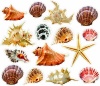 Wall Sticker Seashells and Starfish colorful Removable and Repositionable love ocean inspired motivational cute Wall Vinyl Art Wall decor sticker decal