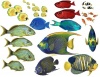 Walls of the Wild Fish Combo Pack BIG